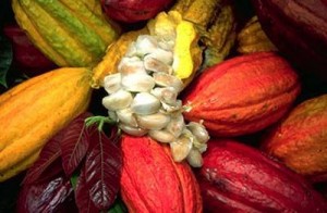 raw cacao