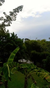 our jungle view