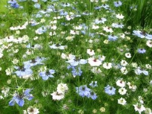 cumin flowers